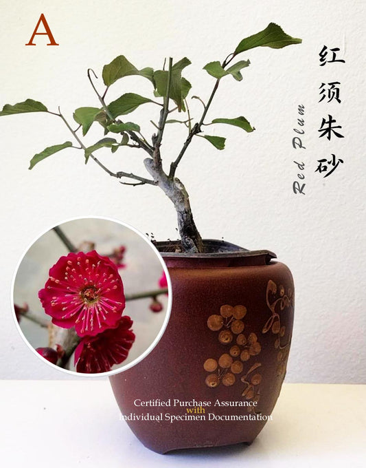 Plum blossom 10 years old Bonsai Red Plum blossom with buds without pot 红梅 Red plum blossom