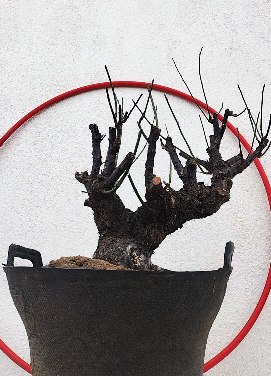 Rare Red Core Japanese Apricot Bonsai (Prunus mume) – 25+ Year Old Flowering Specimen