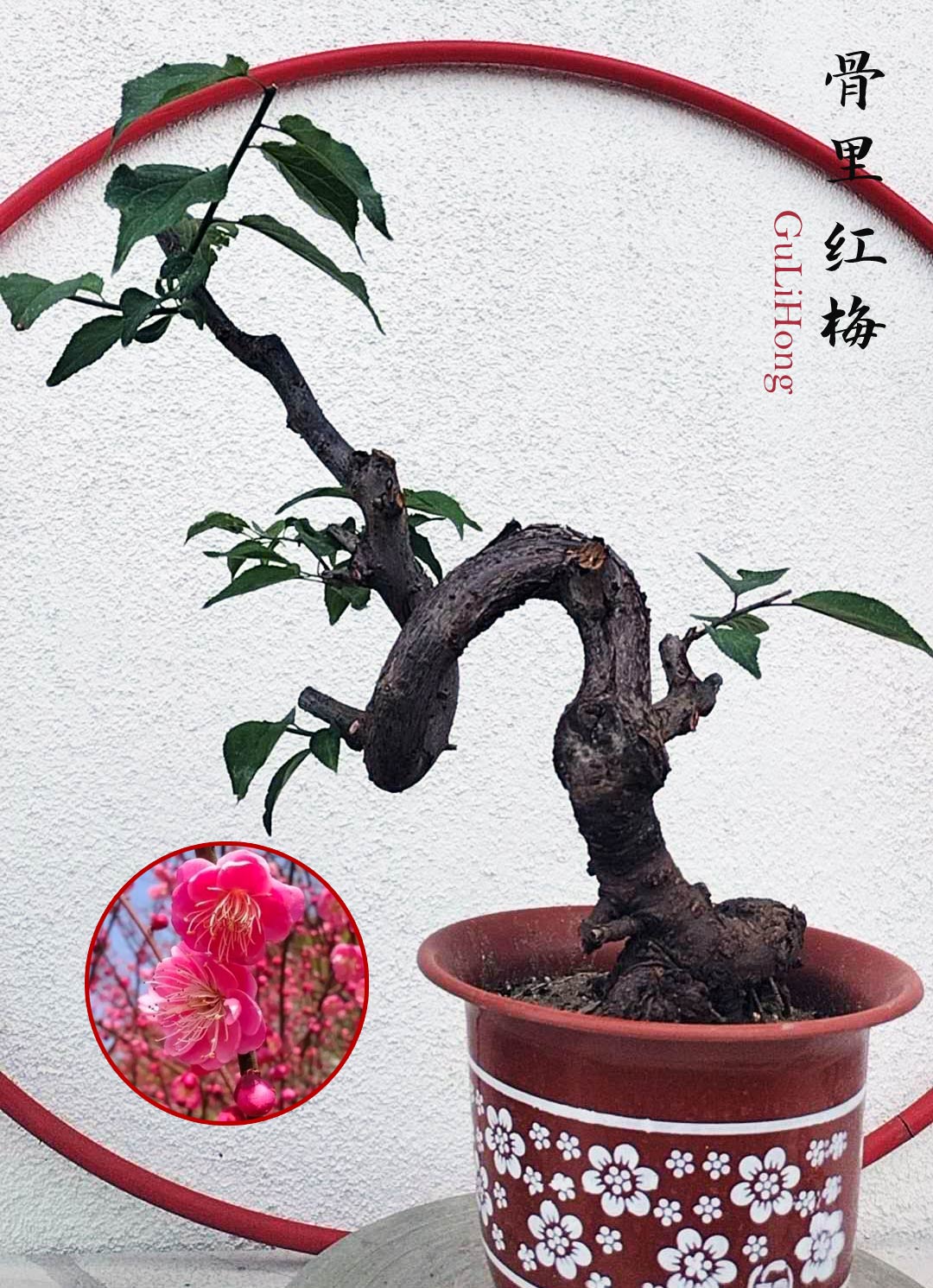 Rare Red GuLiHong Japanese Apricot Bonsai (Prunus mume) with pot– 15+