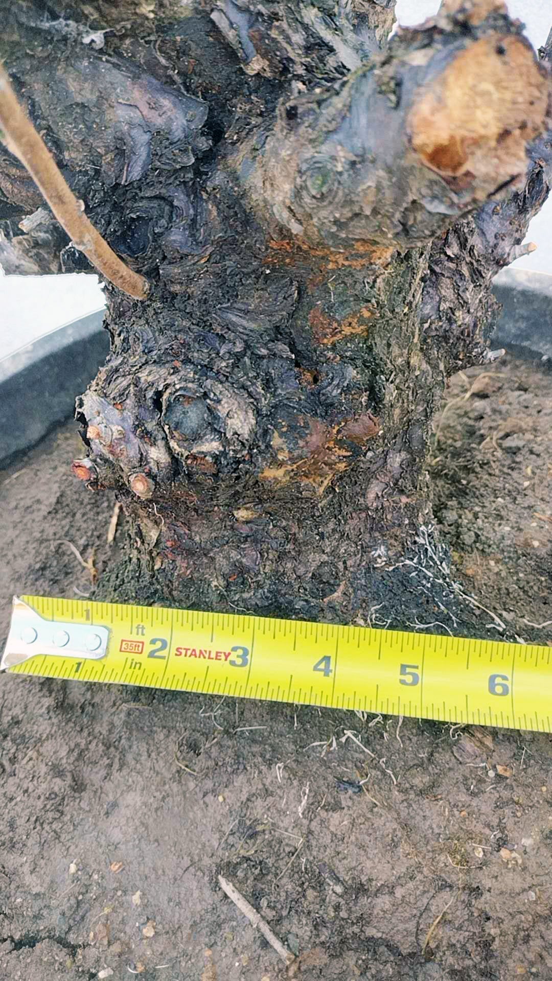 Rare Red Core Japanese Apricot Bonsai (Prunus mume) – 25+ Year Old in Bud