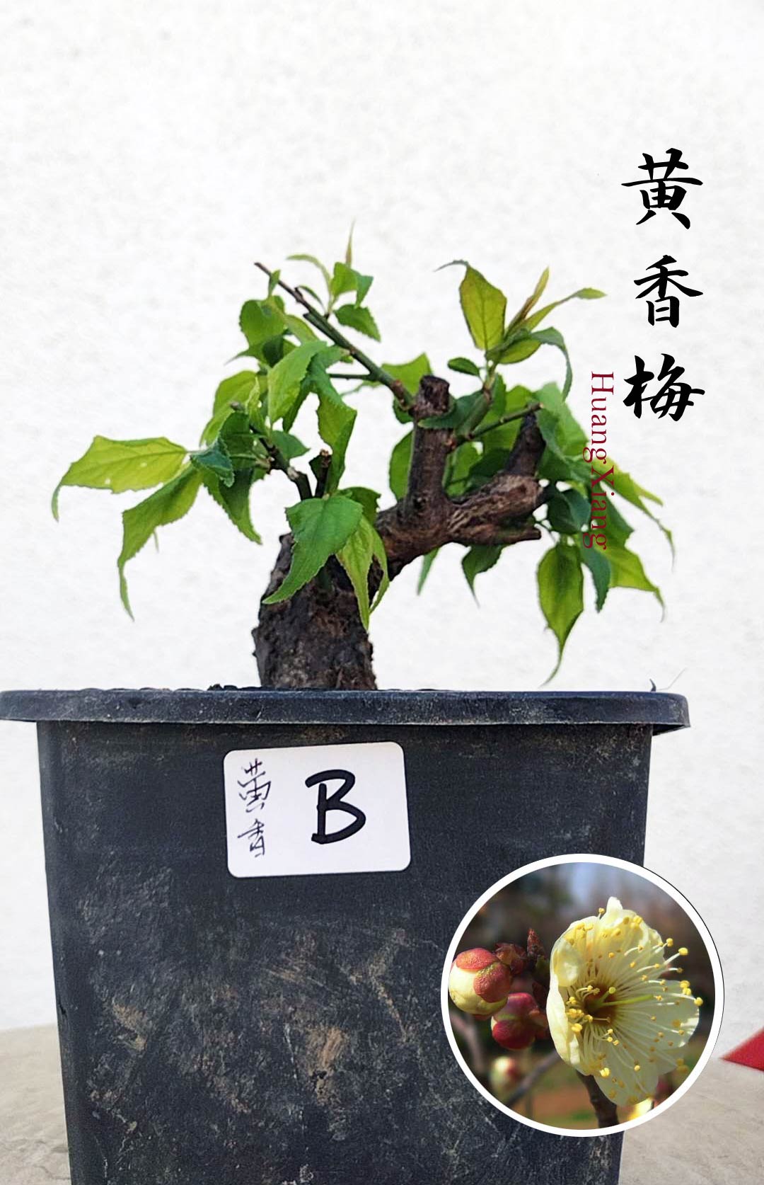 Rare MeiRen HuangXiang Japanese Apricot Bulldog (Prunus mume) – 5+ Year Old with pot CYMUS Orchids Sale