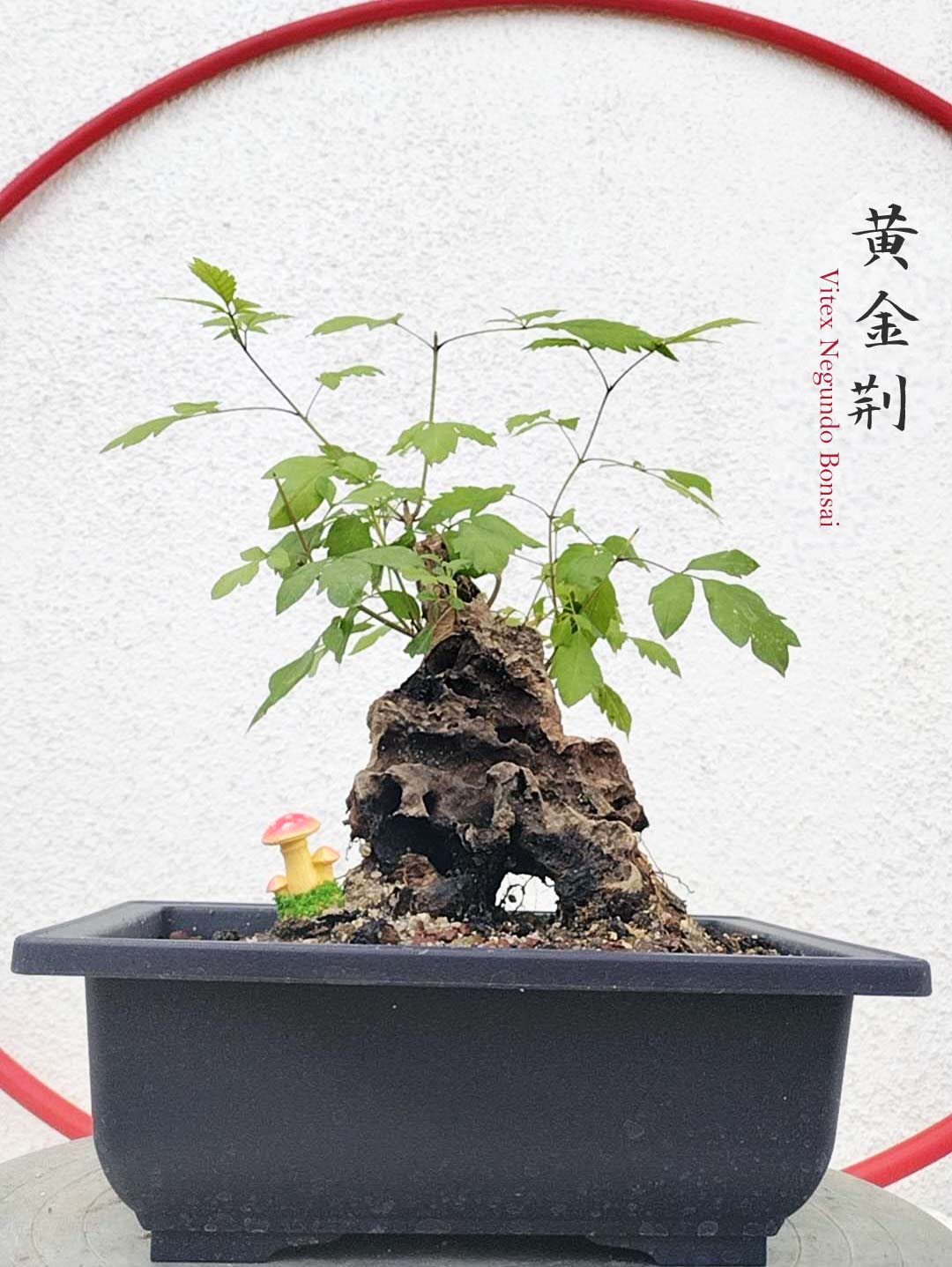 bonsai tree for sale nj Chinese Chaste Tree Bonsai (Vitex negundo) – Five-Leaved Chaste Tree w