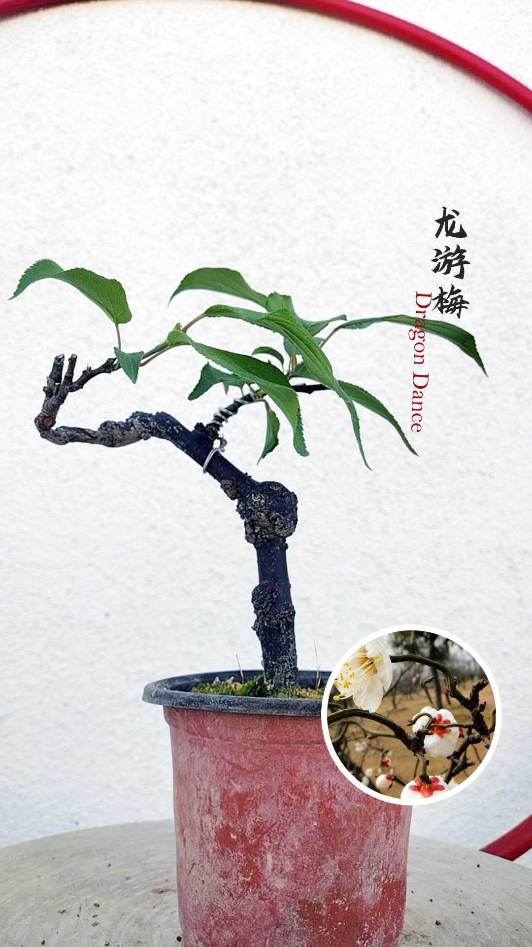 Rare 'Dragon's Dance' Japanese Apricot (Prunus mume)–5+ Year Old without Buds