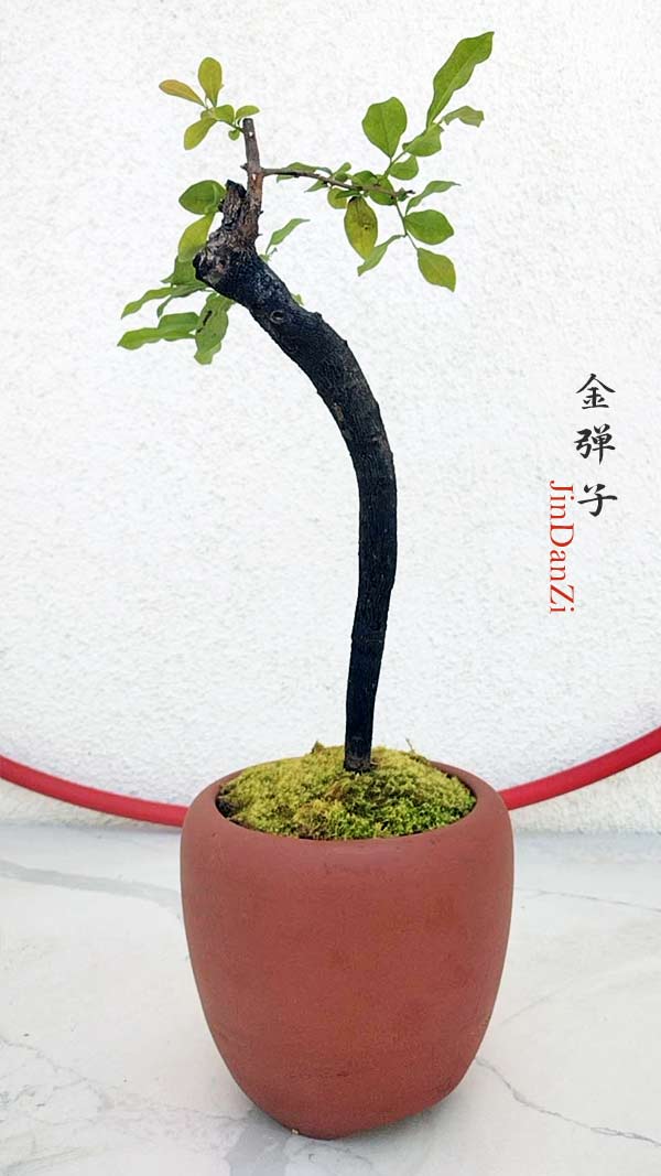 Potted plant with a curved trunk on a white background