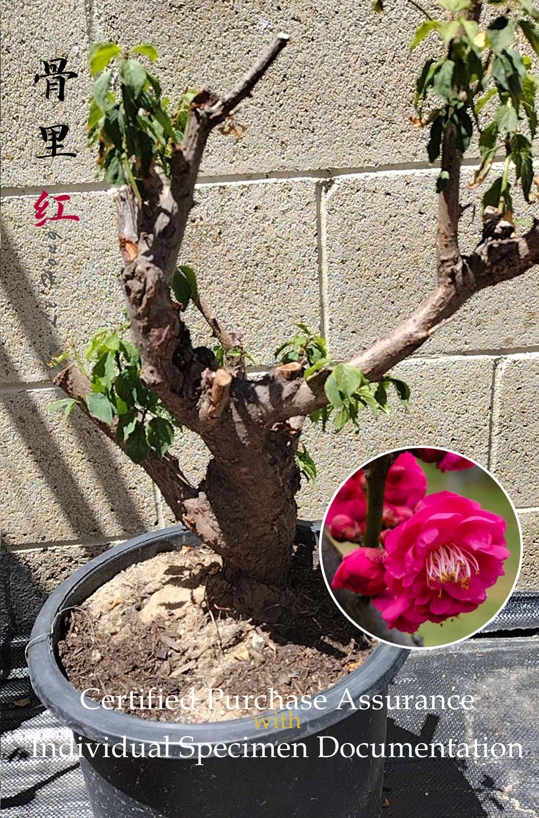 Plum Blossom bonsai without buds bare root live plant Red Plum Blossom 骨里红 A 16inch