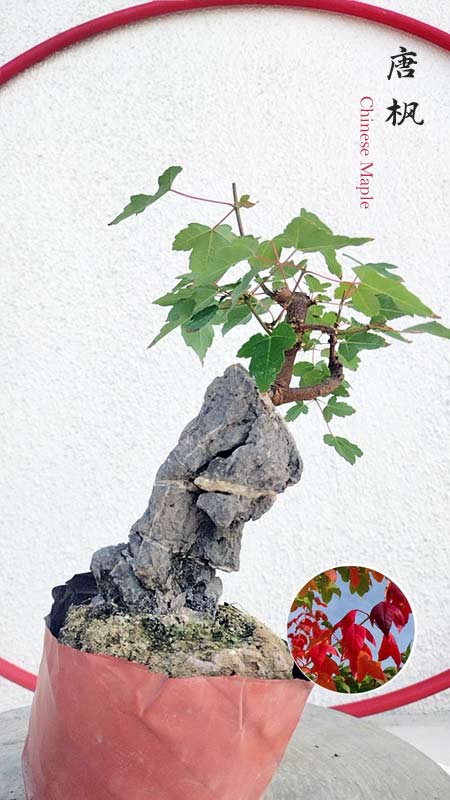 Authentic Chinese Trident Maple cover rock- Fiery Red Fall Colors, Old Style Nebari with pot
