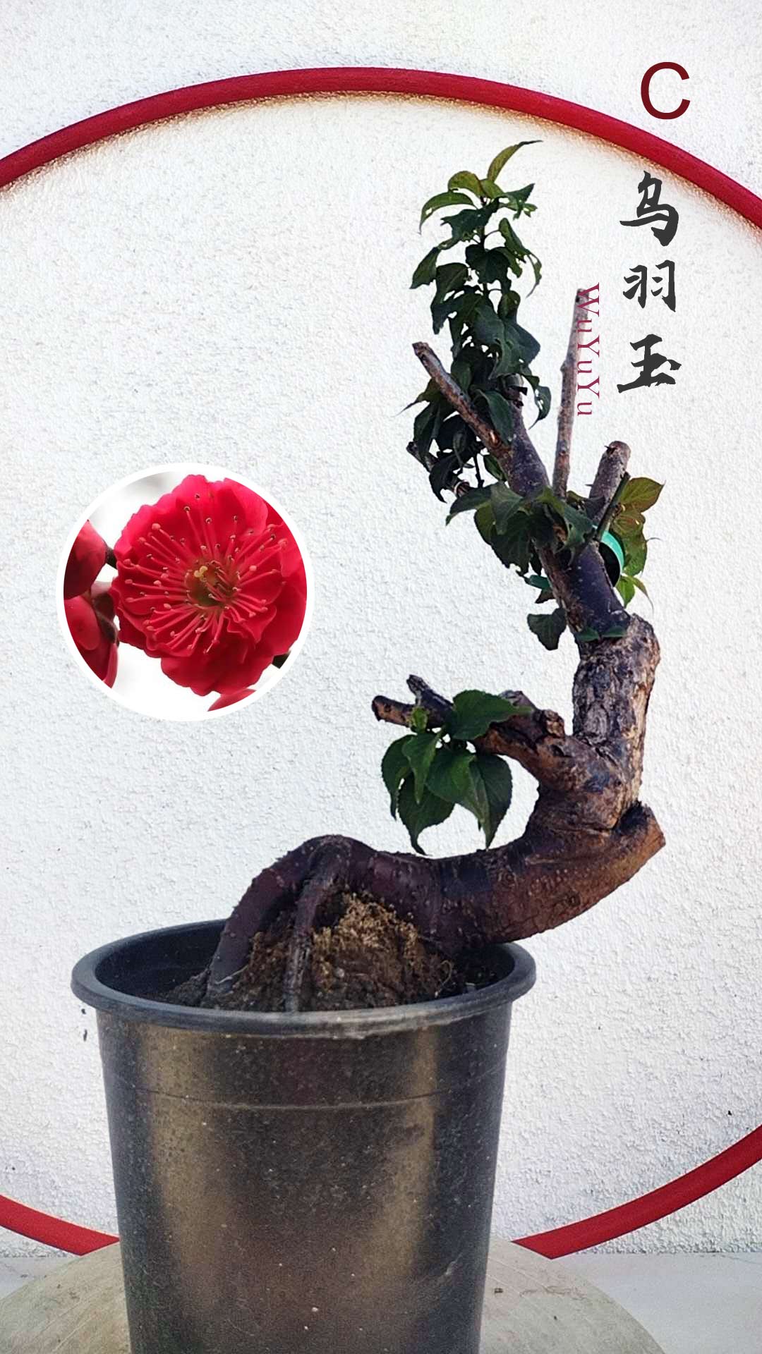 Rare WuYuYu Japanese Apricot Bonsai (Prunus mume) – 乌羽玉 8+ Year Old in Buds with pot