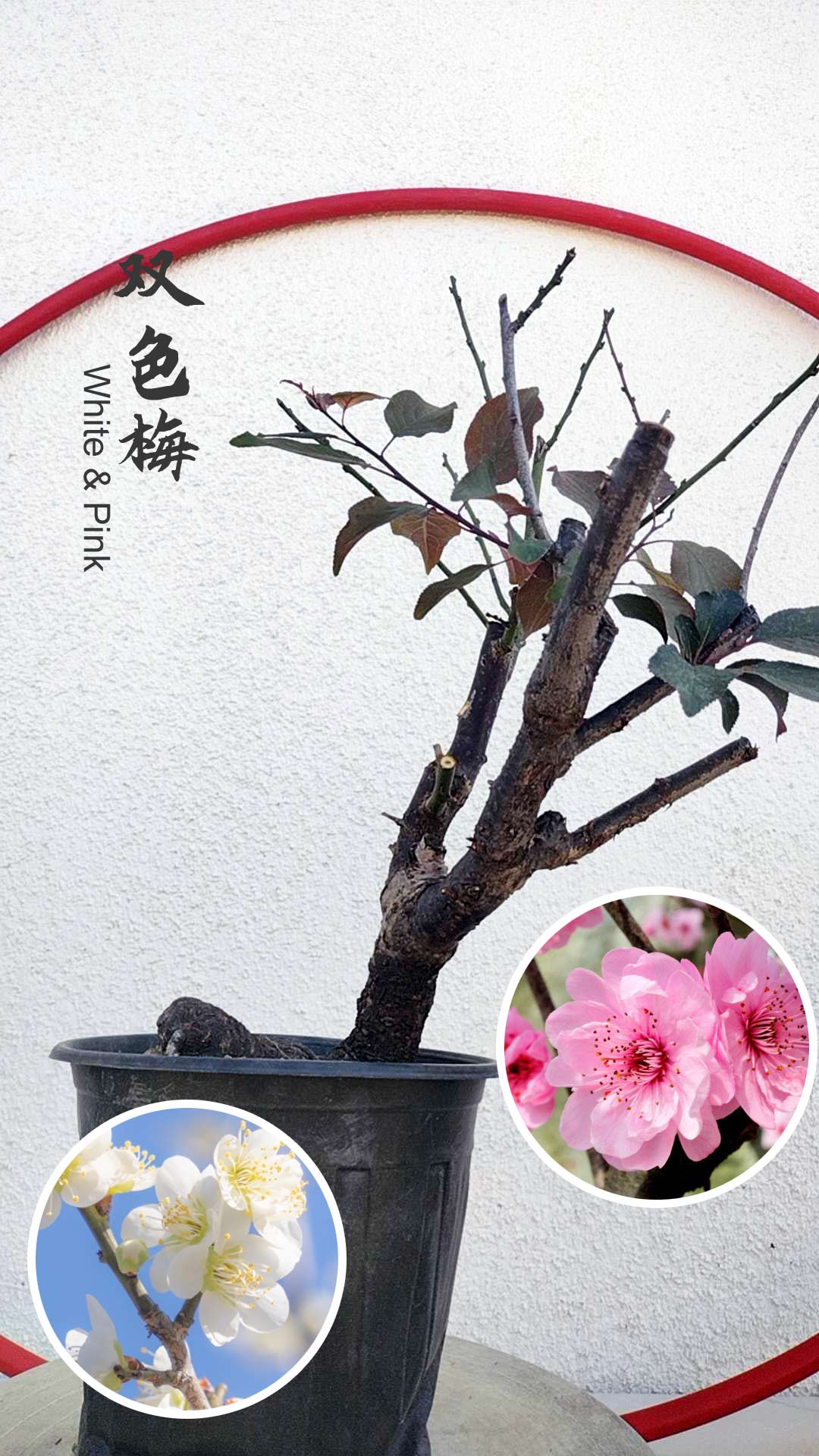 Rare Pink white Japanese Apricot Bonsai (Prunus mume) 6+ year old Double Color Grafted CYMUS Nurery