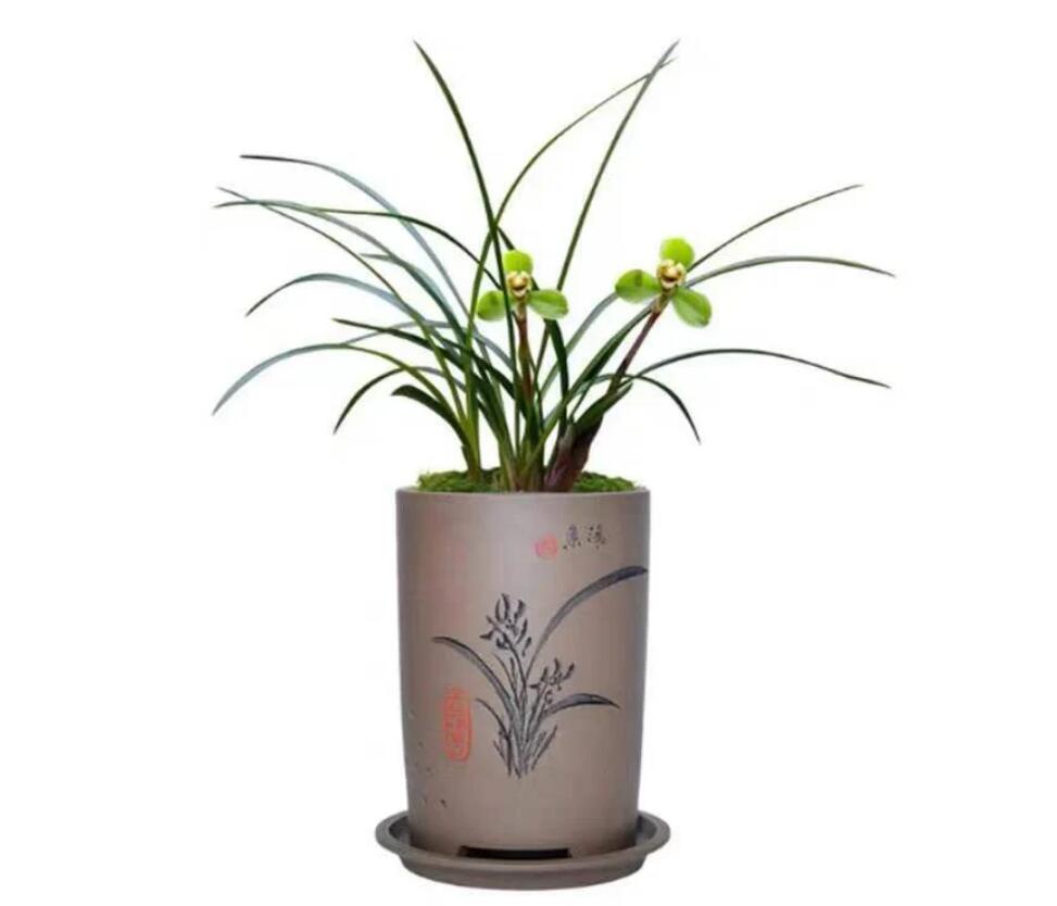 A potted Cymbidium goeringii-Da Tuan Yuan orchid with green leaves and yellow flowers, shipped bare root.