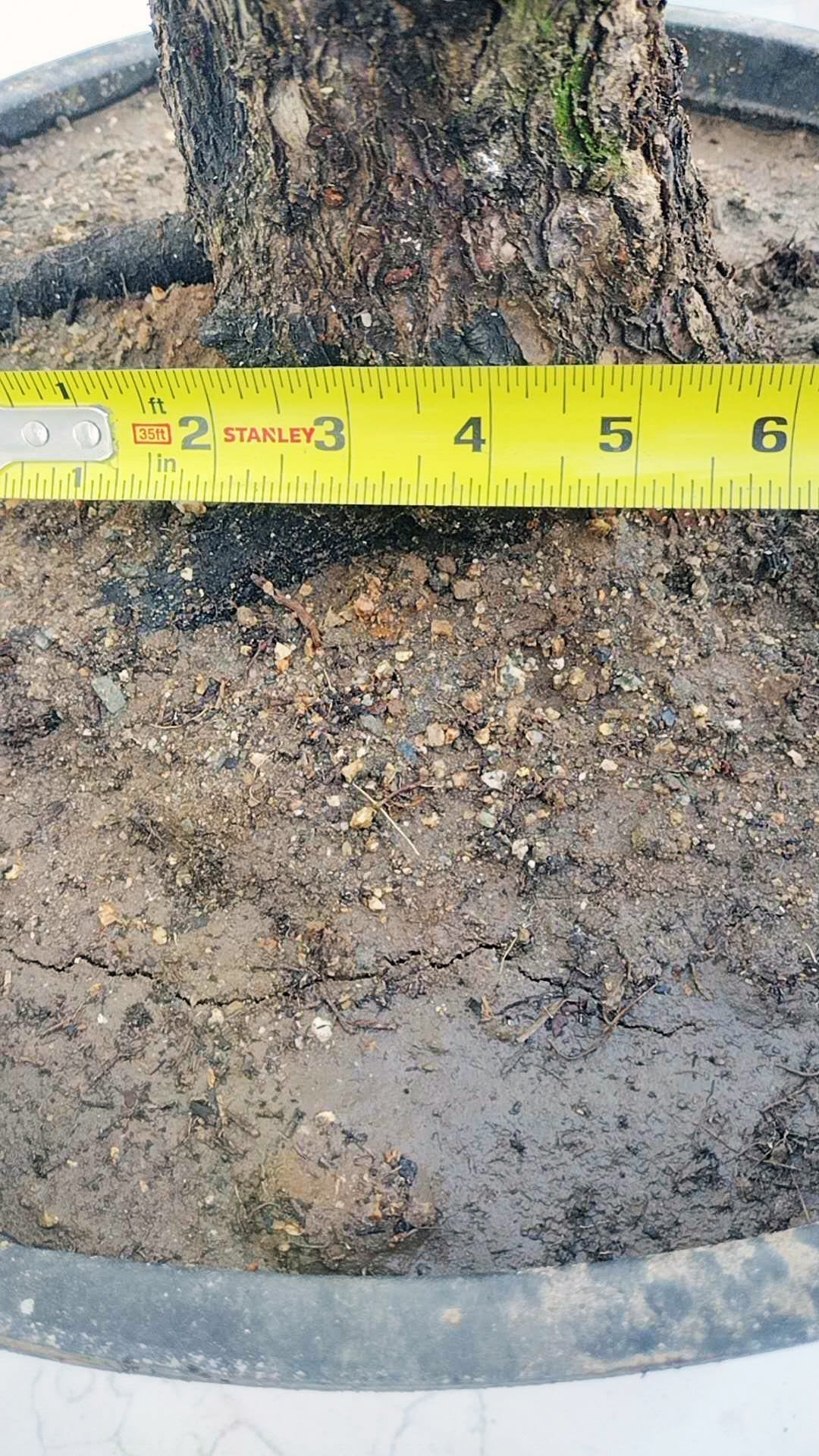 Rare Red Core Japanese Apricot Bonsai (Prunus mume) – 25+ Year Old Flowering Specimen