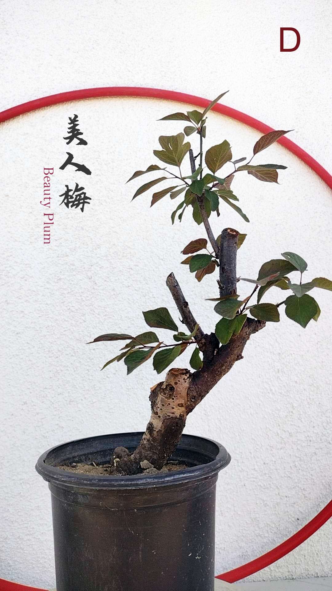 Rare MeiRen Japanese Apricot Bonsai (Prunus mume) with pot 8+ Year Old