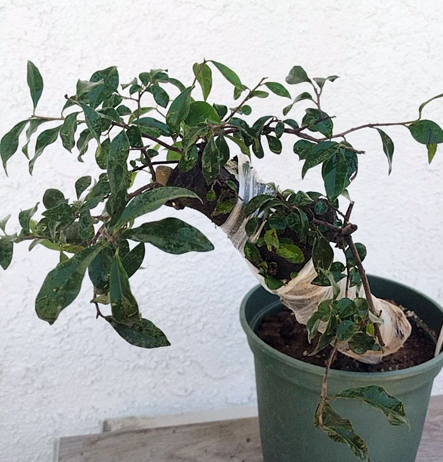 Potted plant with a white rope around its trunk on a light-colored surface.