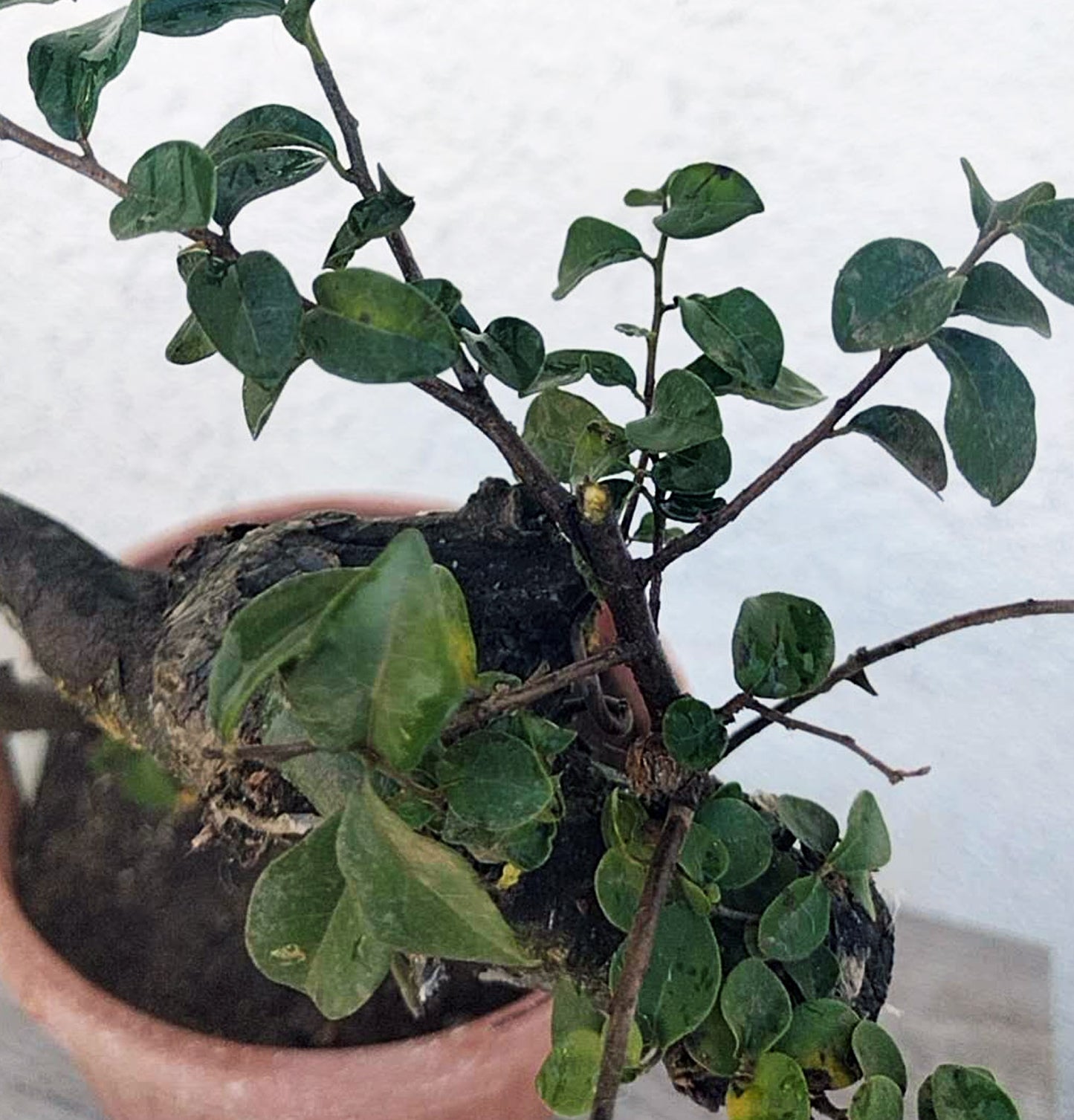 Small potted plant with green leaves against a neutral background