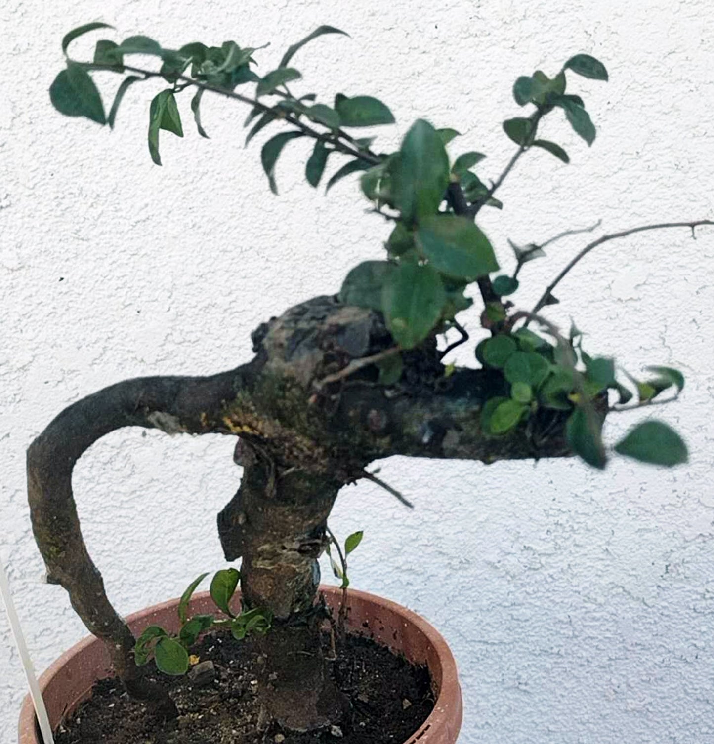 Potted bonsai tree with twisted trunk against a textured white wall