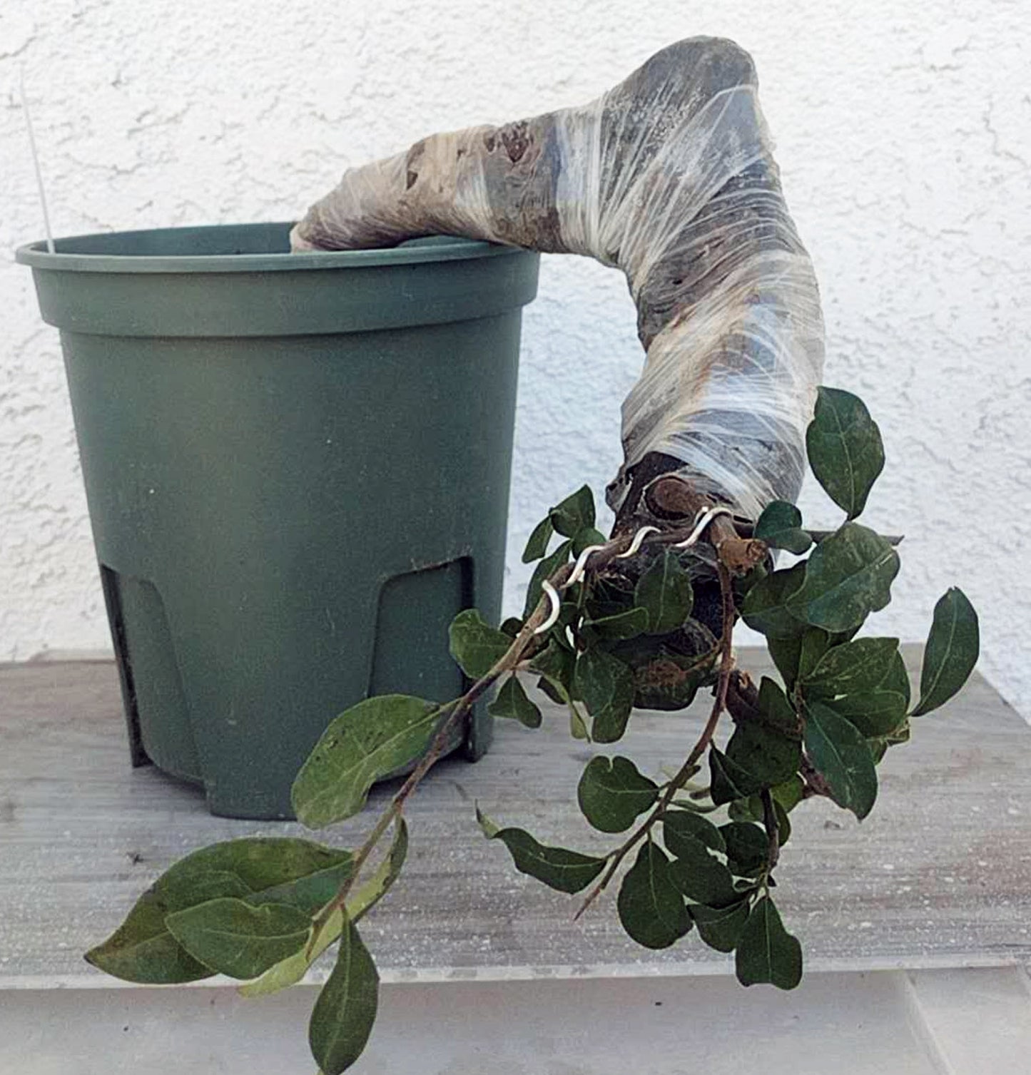 Green potted plant with a branch held by a gloved hand against a white wall.