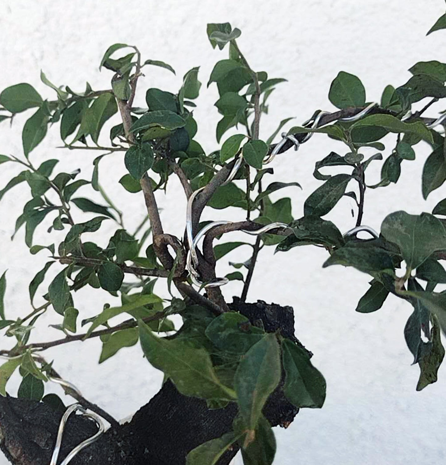 Bonsai tree with green leaves against a white background