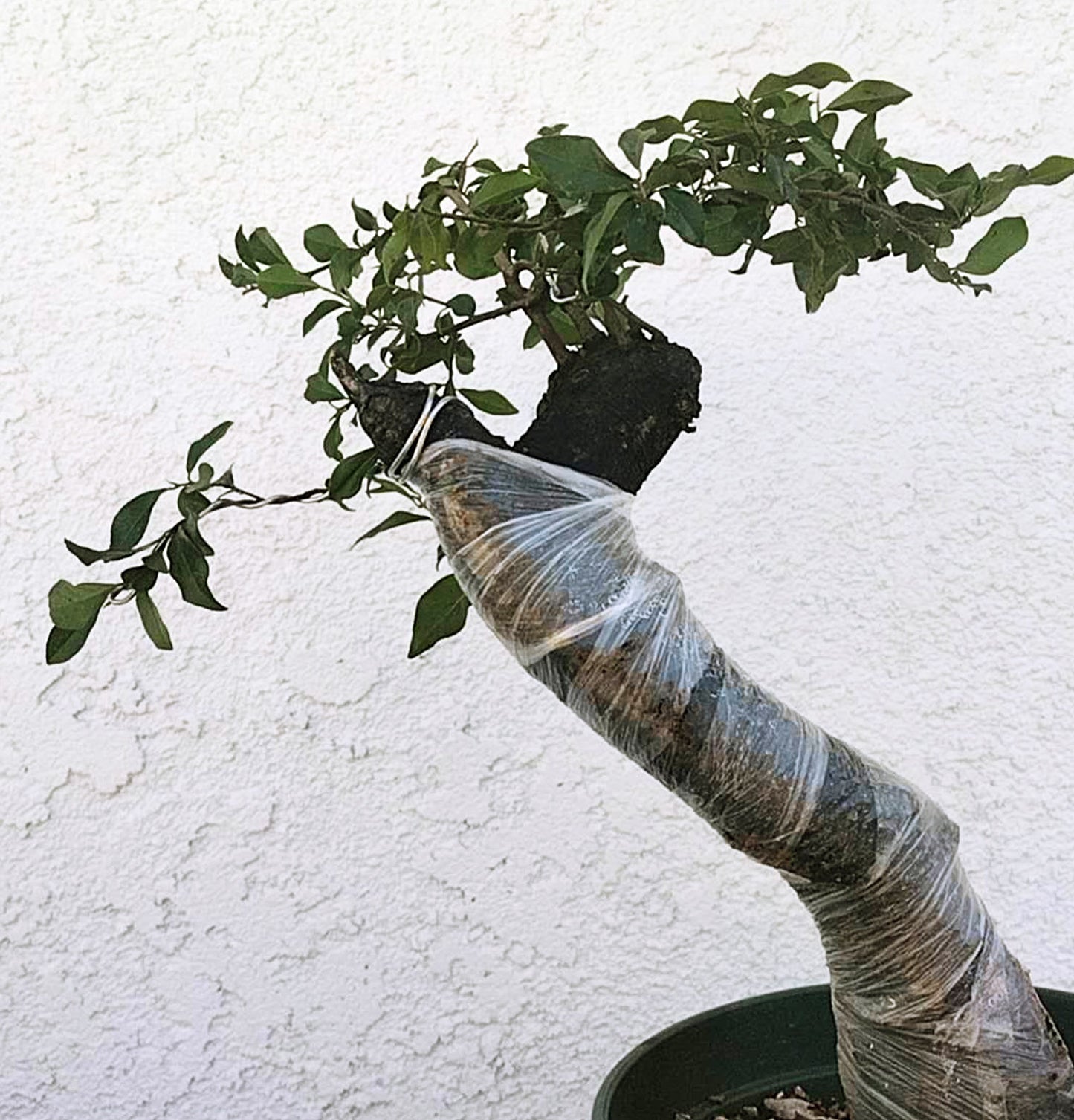 Bonsai tree with plastic wrap on trunk against a white wall