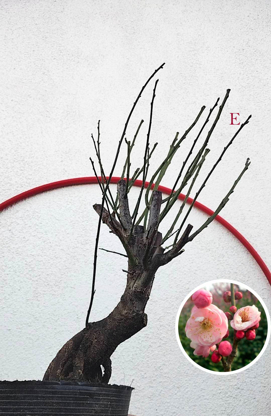 Rare Pink Japanese Apricot Bonsai (Prunus mume) 15+ year old