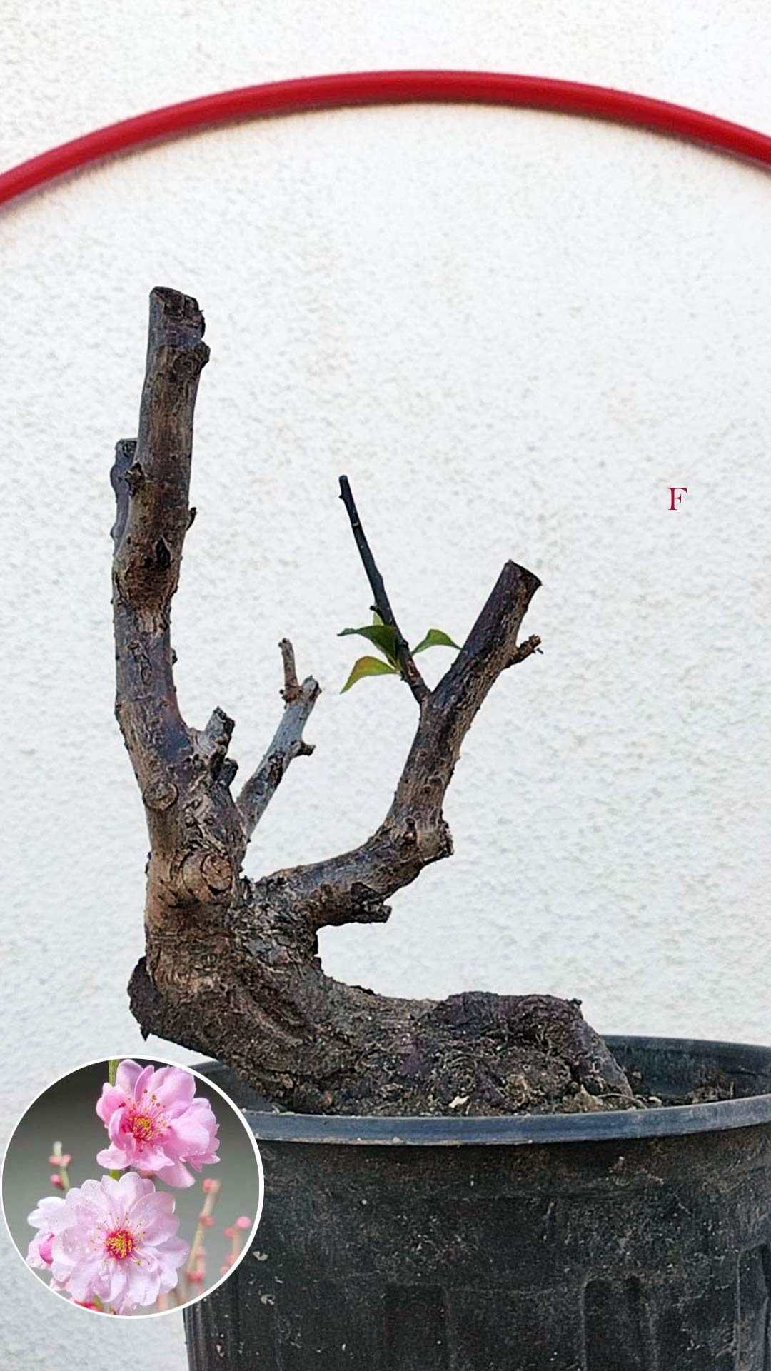 Rare MeiRen Japanese Apricot Bonsai (Prunus mume) – 8+ Year Old