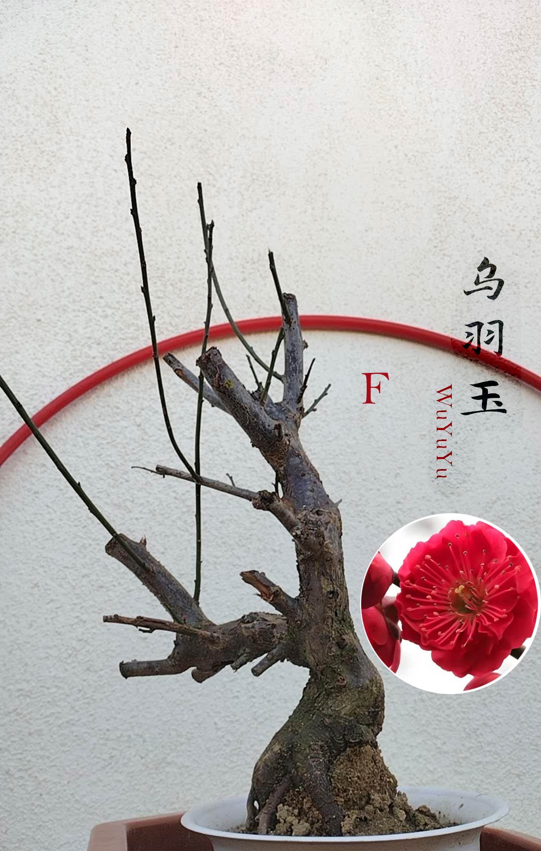 Rare WuYuYu Japanese Apricot Bonsai (Prunus mume) – 乌羽玉 8+ Year Old in Buds