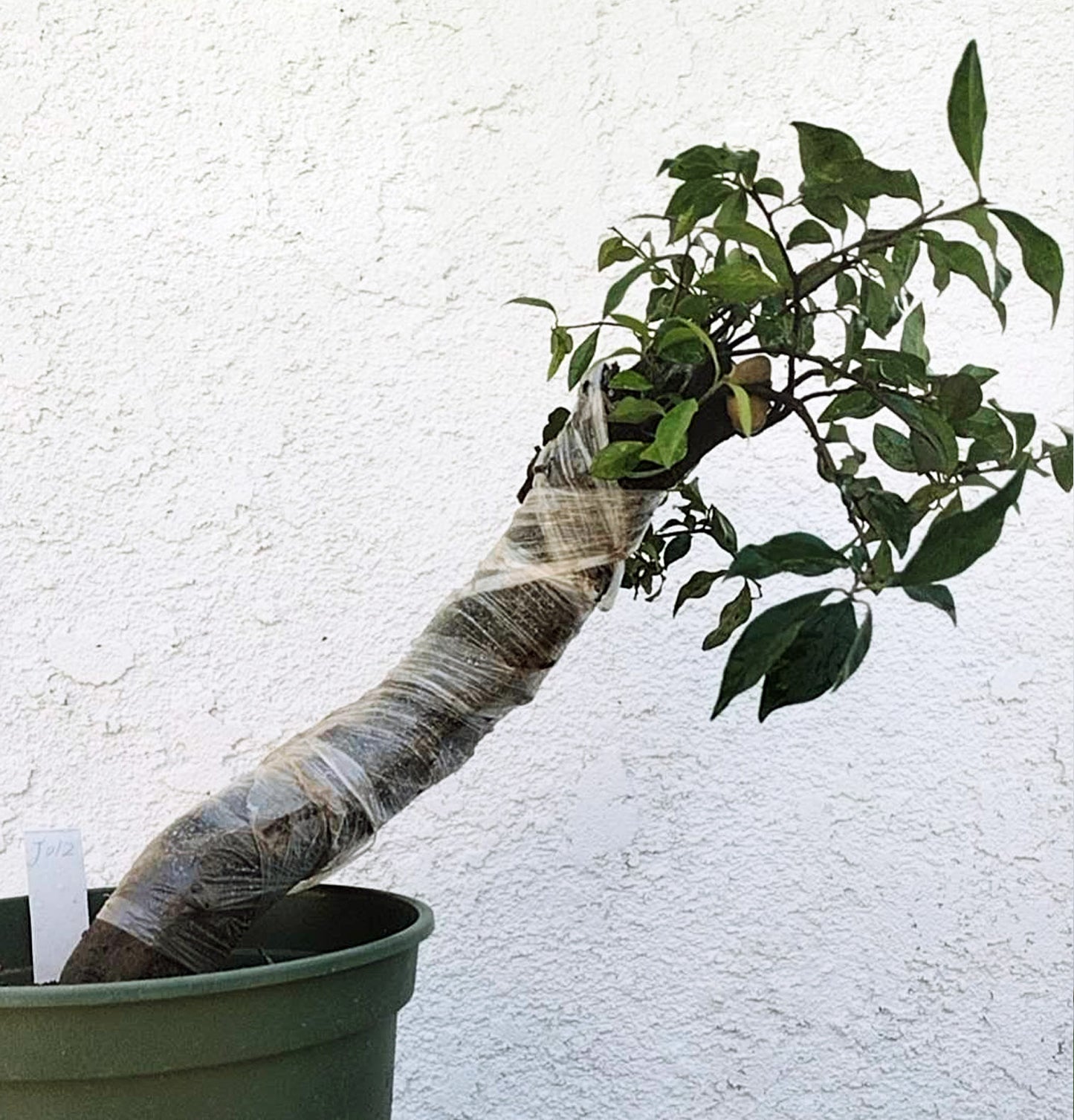 Potted plant with a wrapped stem against a white wall