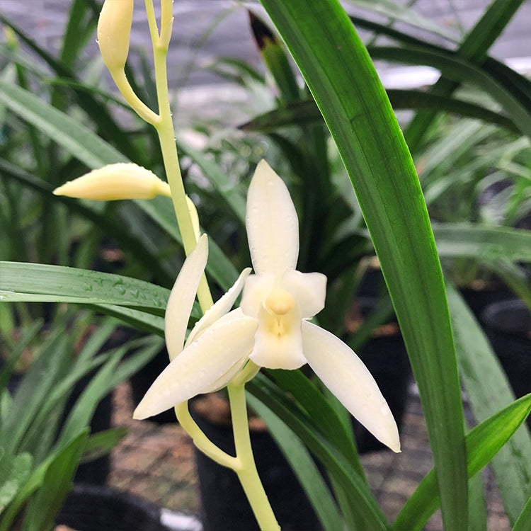 White orchid flower with green leaves in a natural setting
