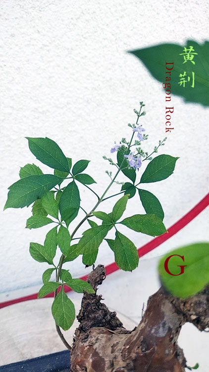 Dragon Rock Bonsai Tree (Vitex negundo) – Ancient Hollow Trunk, Natural Deadwood Outdoor Bonsai CYMUS Nurery