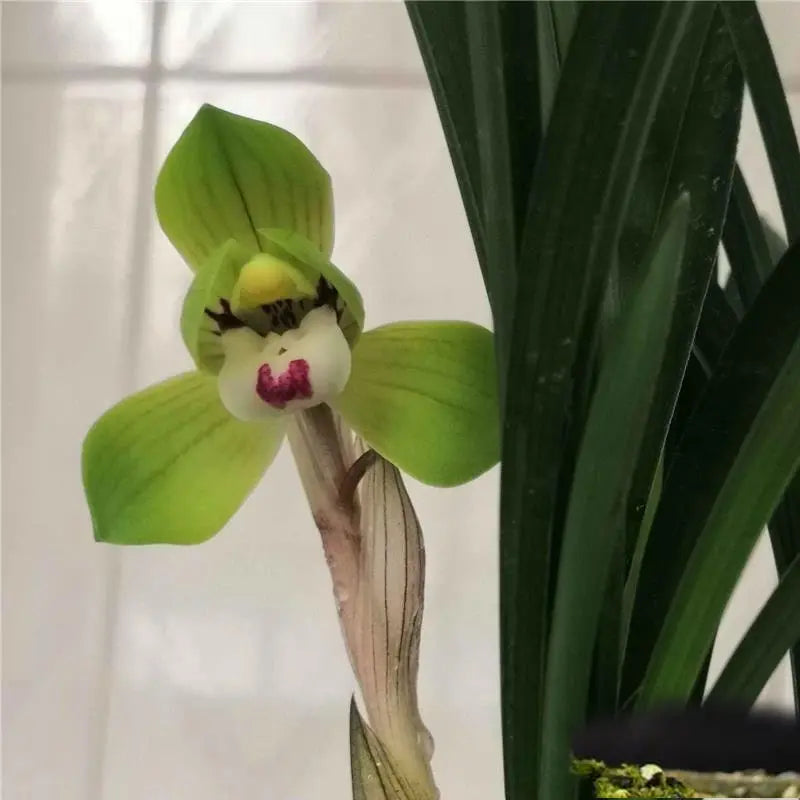 Decorative orchid shaped like a face with a white face and pink mouth on a blurred background