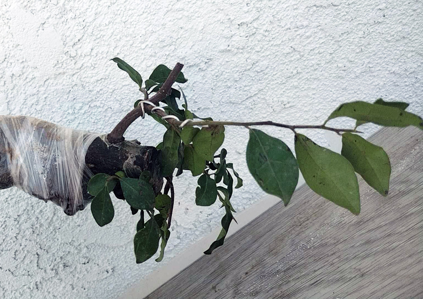Dried plant branch with green leaves against a white wall.