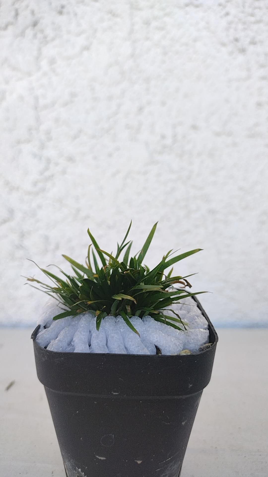 Miniature Dwarf Bonsai Acorus gramineus 'Kibune' (贵船苔) – Tiny Calamus –  CYMUS Nurery