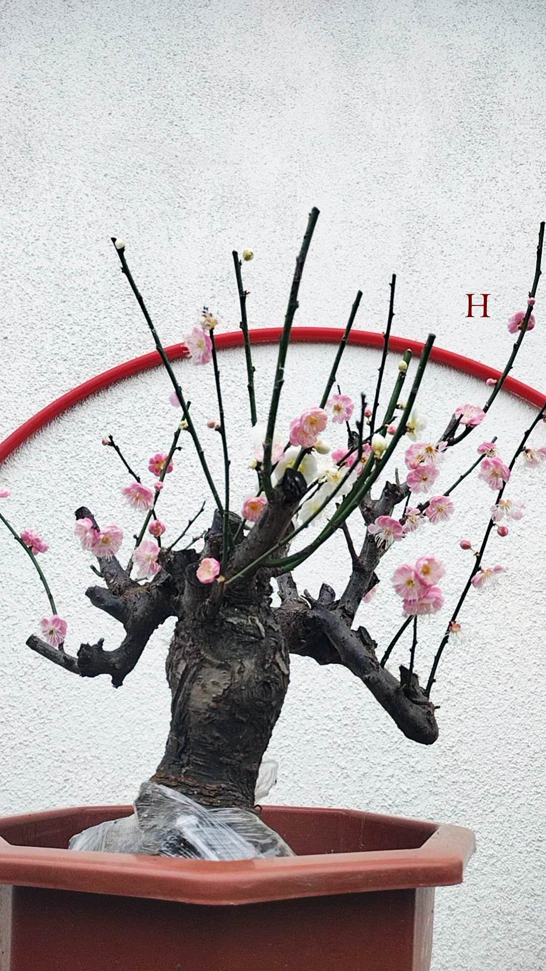 Rare Red and Pink Japanese Apricot Bonsai (Prunus mume) 15+ year old Double Color Grafted