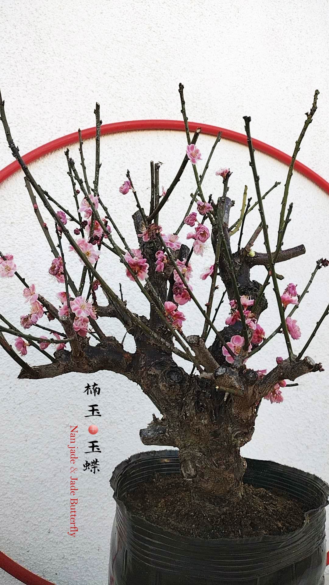 Prunus mume Varieties: Best Chinese Plum Blossoms – Red, White