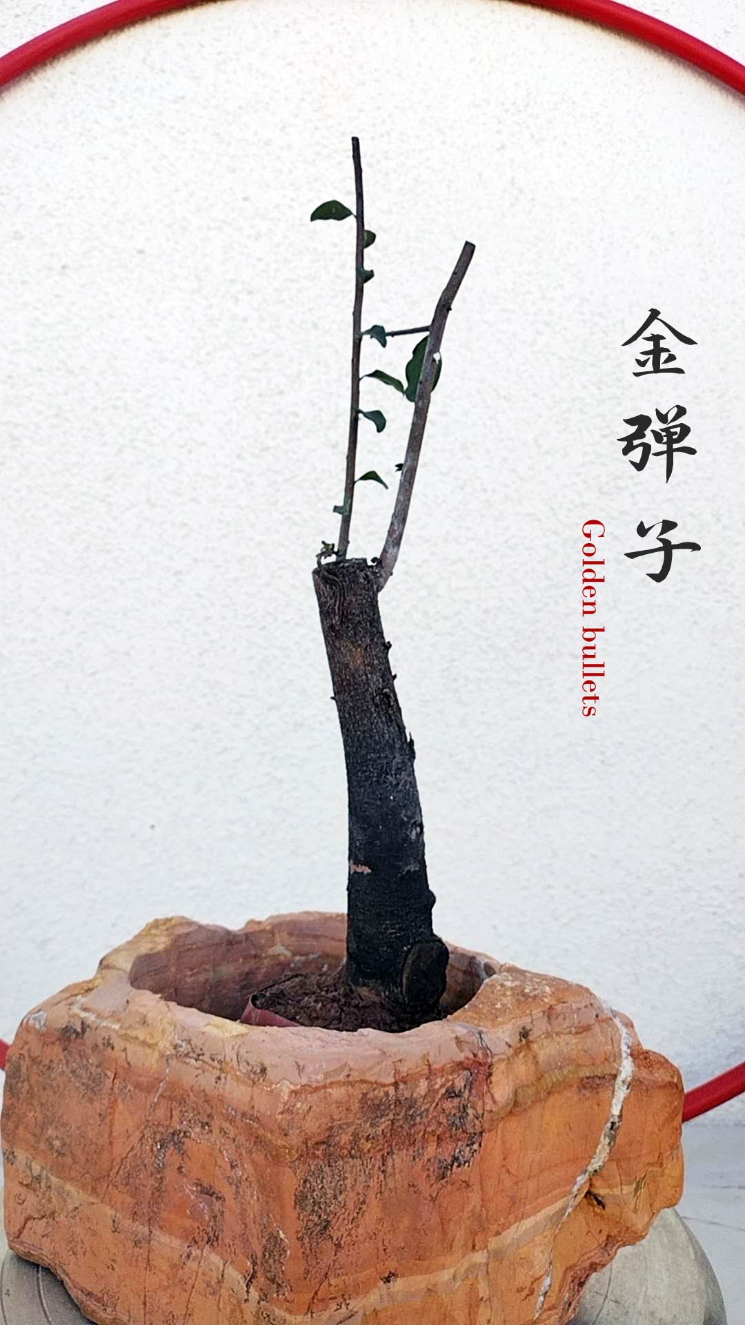 あゆみPygmalius Derius Giapponese 4/4 Female Diospyros armata J012 Stump Bonsai | JinDanZi – CYMUS Nursery
