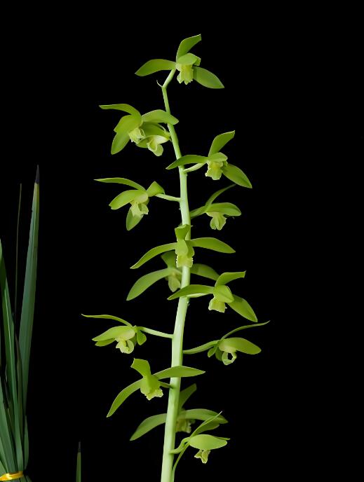 Green orchid plant against a black background