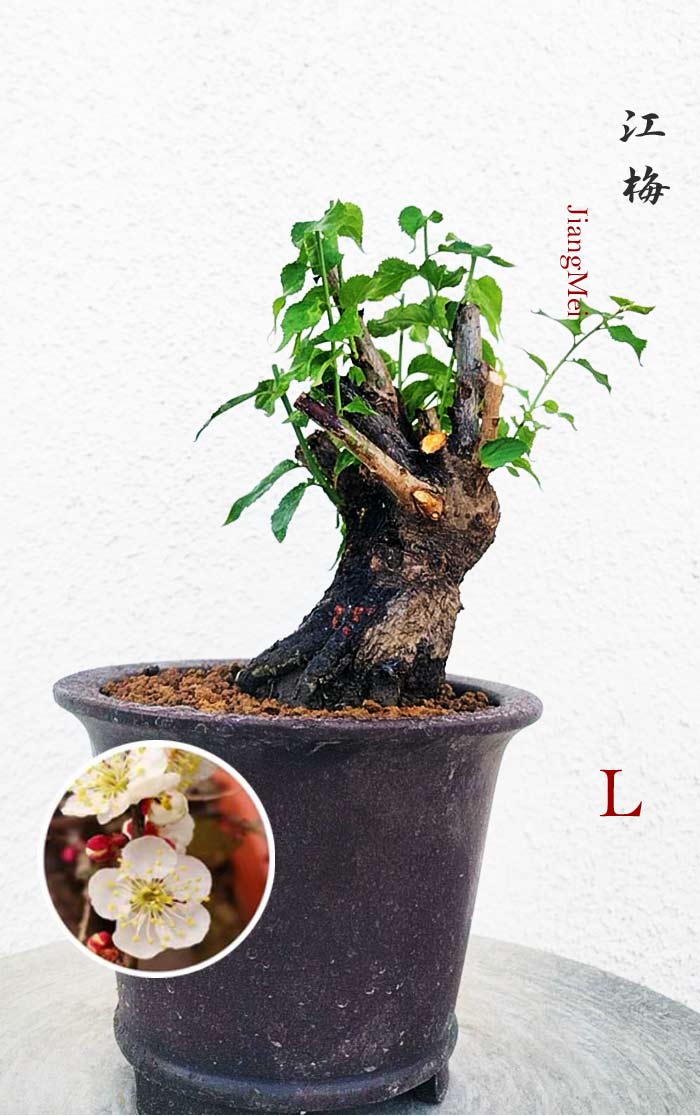 Rare JiangMei Japanese Apricot Bulldog (Prunus mume) – 5+ Year Old with pot CYMUS Nurery