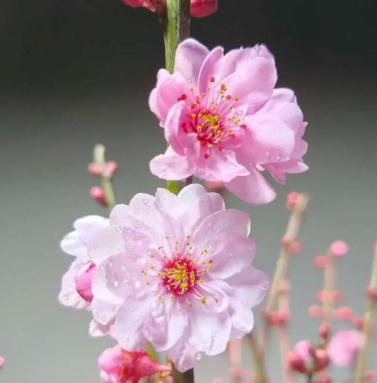 Close-up of pink flowers with a blurred background