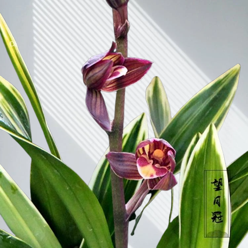 Cymbidium sinense 'Moon Crown' 望月冠 3 stems Easy Care Large Flowers Orchids 墨兰