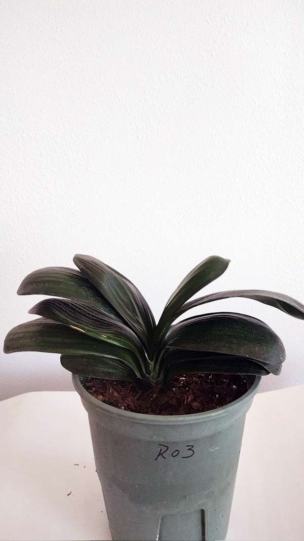 Mini Clivia miniata Cute and round with pot