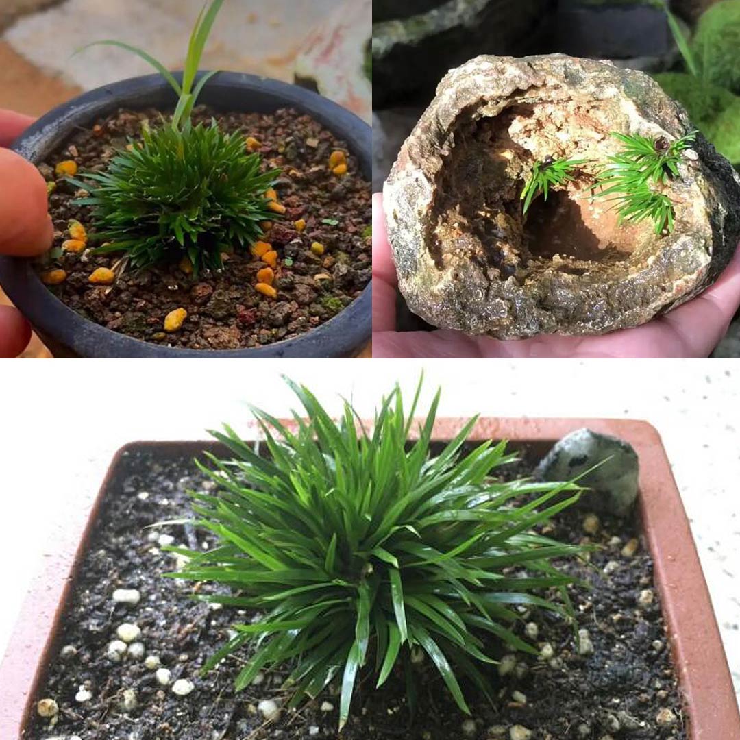 Collage of three images showing small plants in pots and a rock with a plant growing out of it.