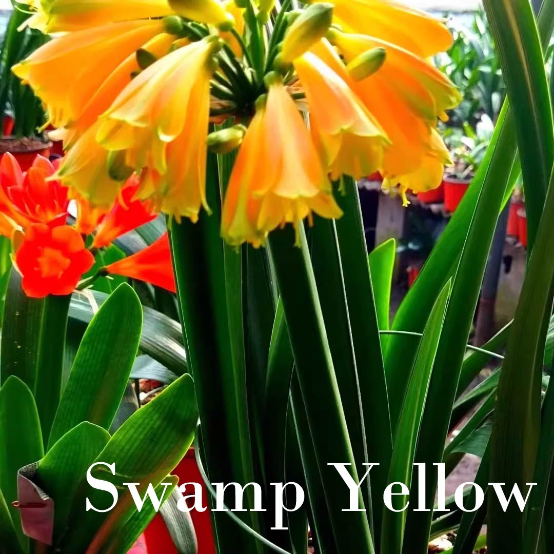 Clivia Seeds-Clivia Miniata Seeds 平尾绿 福伦 鸳鸯 血兰 PingWeiLv FuLun Madarin Duck Blood 5 pcs