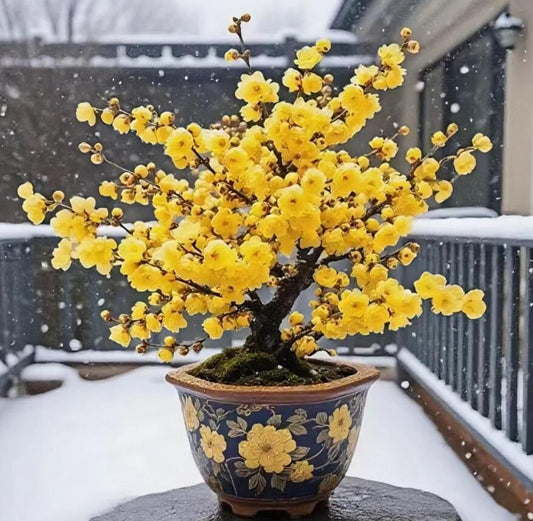 Plum blossom Pre-sale Winter's Sweet Secret: Fragrant Blooms in the Cold 腊梅 with buds