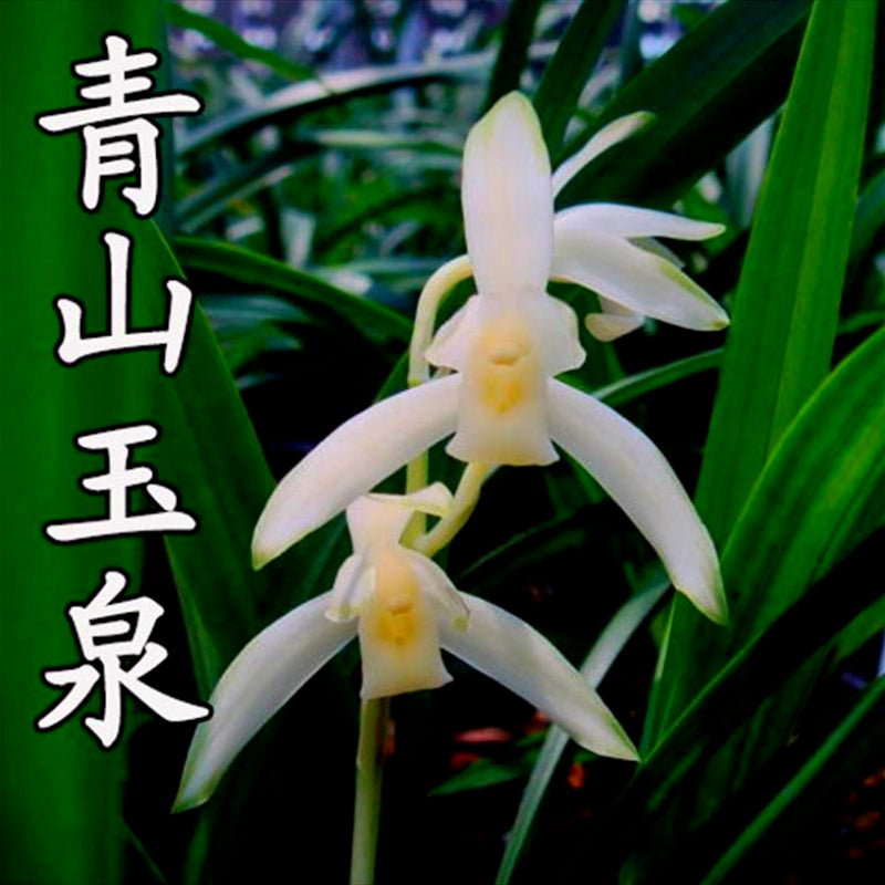 White orchids with green leaves and Chinese text on a dark background