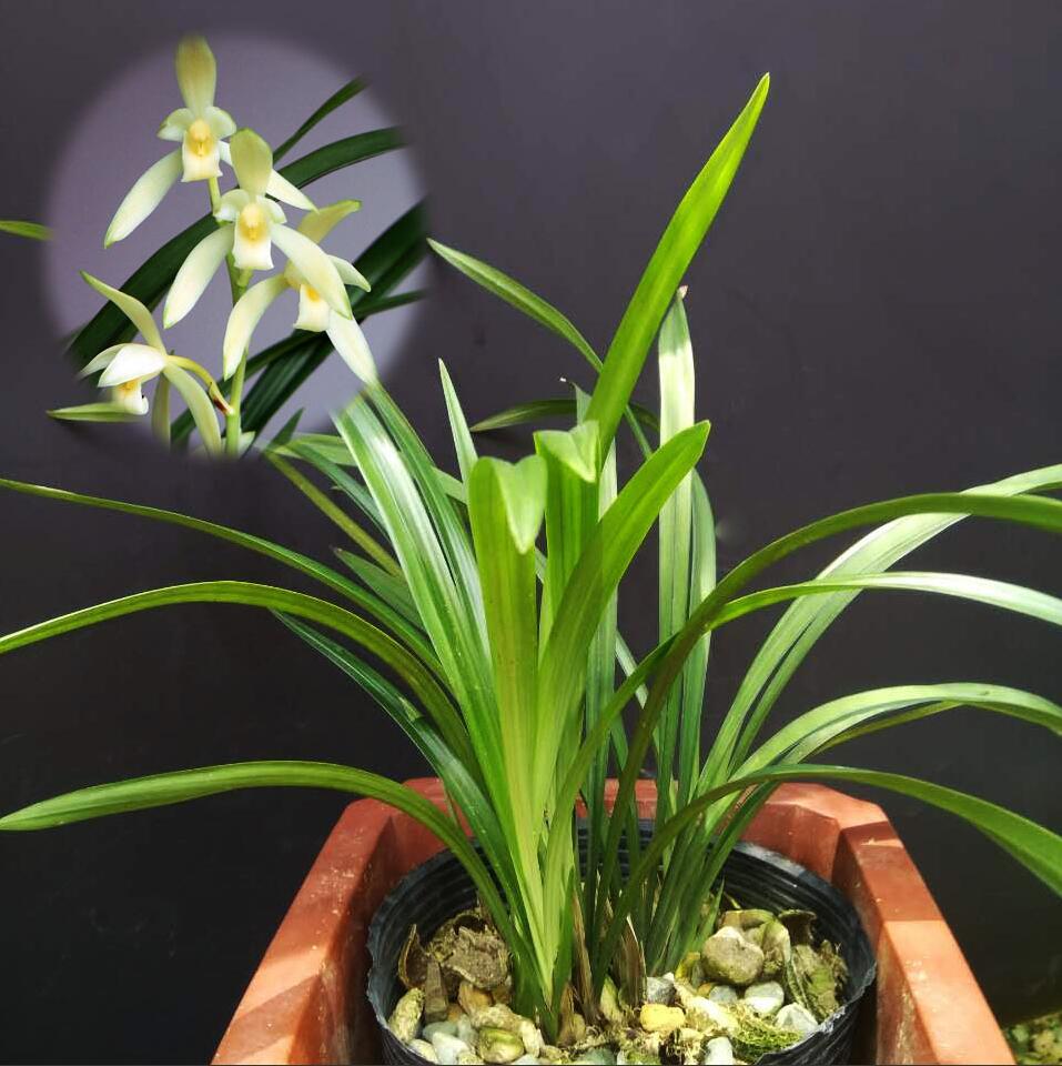 Potted orchid plant with a close-up inset of its flowers on a dark background