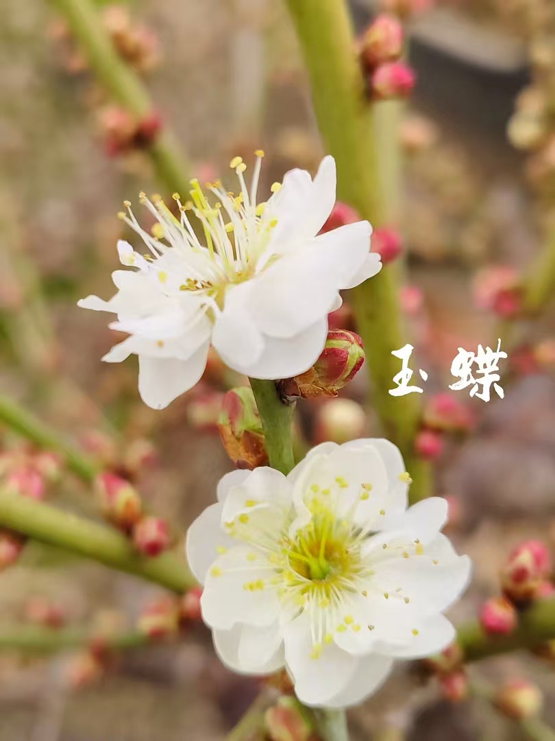 Plum blossom Pre-sale Jade Butterfly Plum: Pristine White Blooms to Adorn Your Winter Garden 玉蝶 with buds