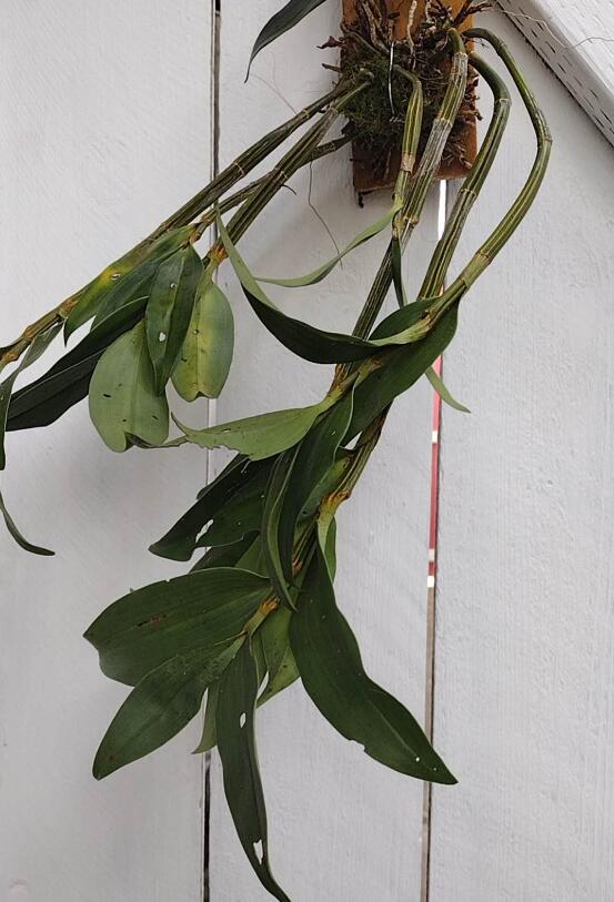 Dendrobium thyrsiflorum 球花石斛 Cooktown Orchid Australia’s Sunshine Bloom without flowers