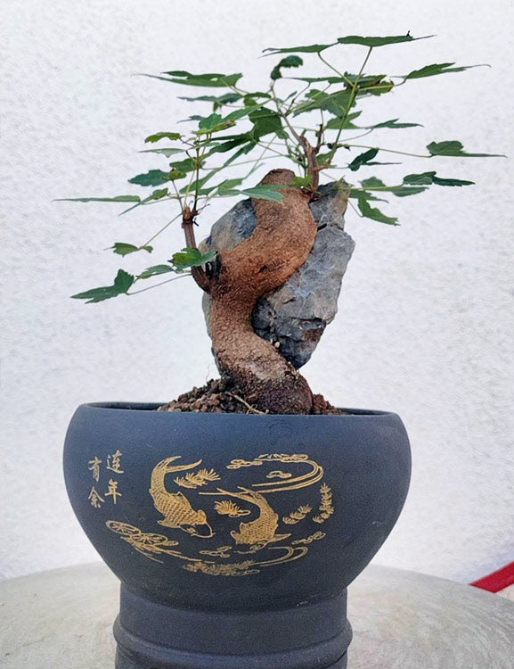 Chinese Trident Maple Bonsai Cover Rock - Fiery Red Fall Colors with Pot CYMUS Nurery