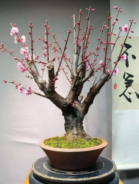 Plum Blossom  Pre-sale 10 year old Bonsai Meiren Plum Blossom 美人梅