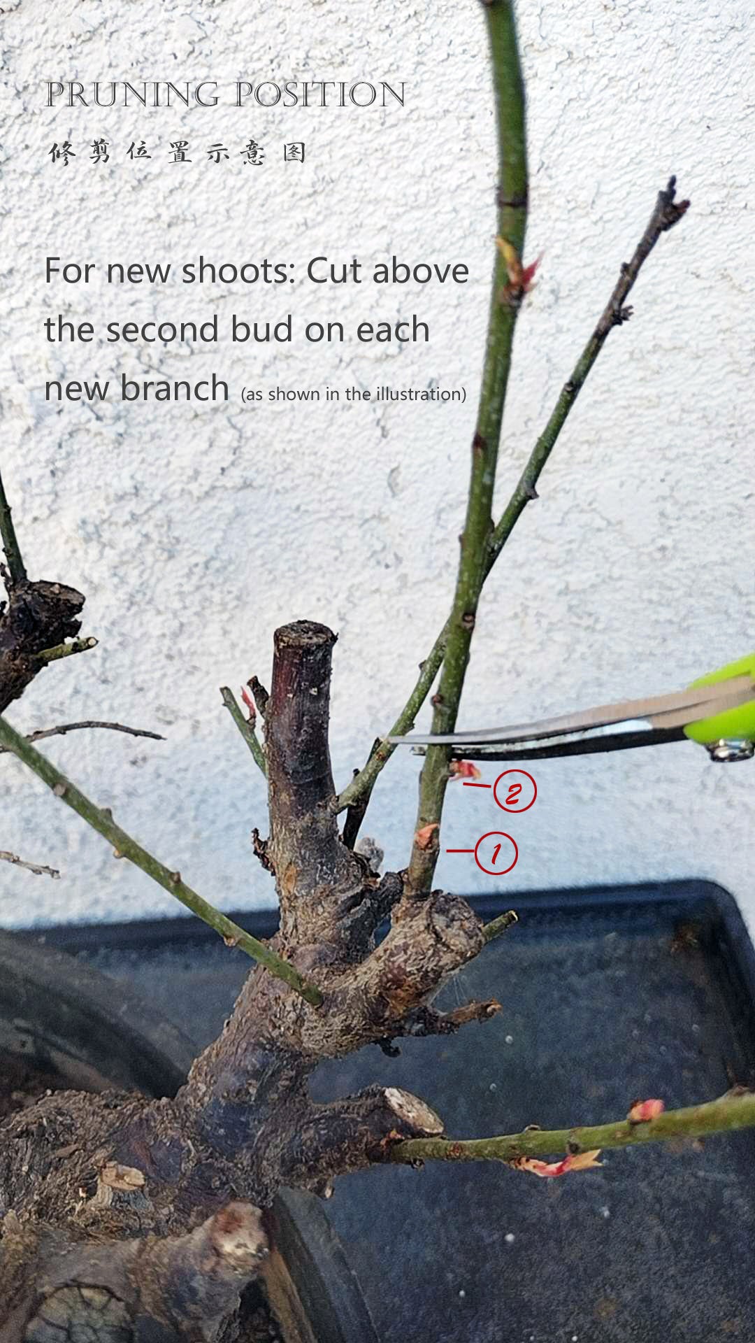 Plum Blossom no buds bare root live plant Red Plum Blossom 骨里红 A 16inch