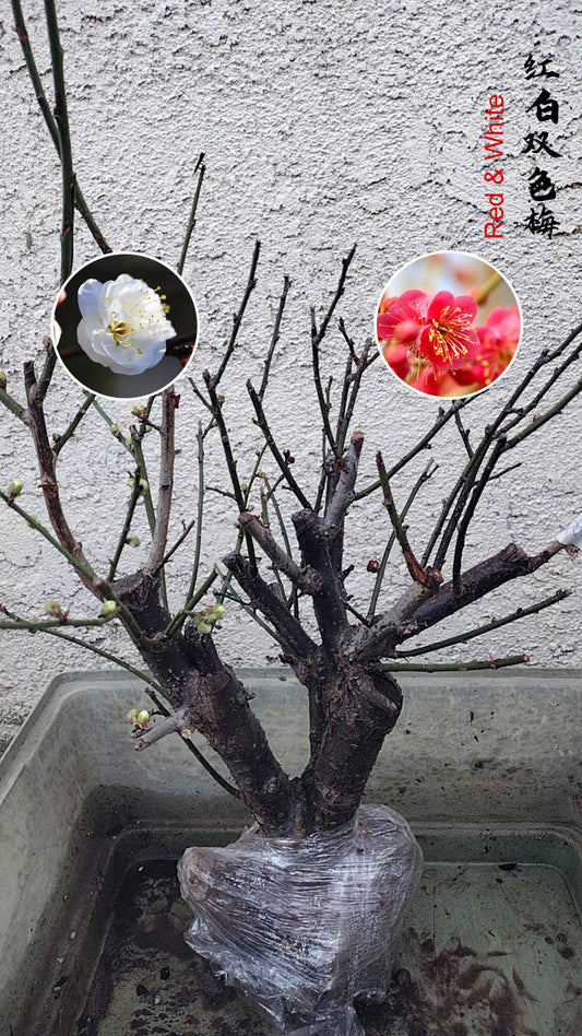 Plum Blossom  Pre-sale 15 year old Bonsai Double Color Plum Blossom 双色梅 Grafted
