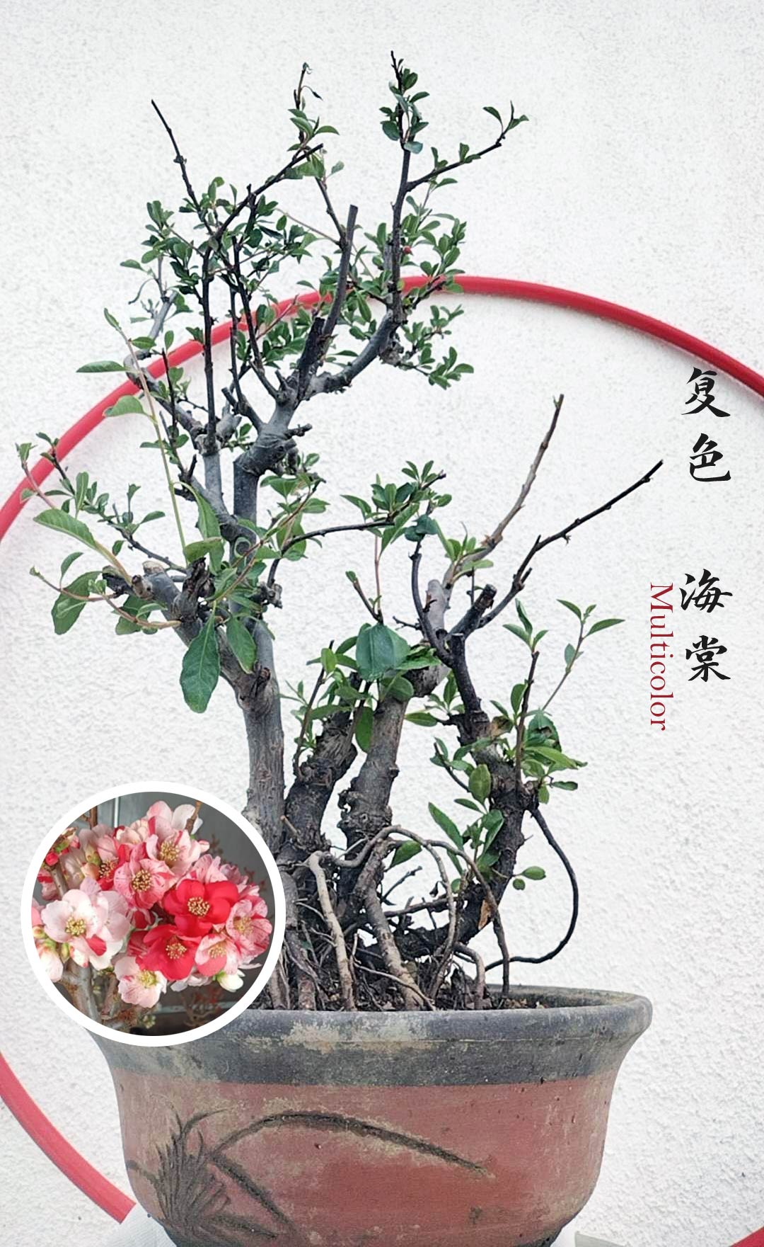 bonsai crabapple tree Rare Multi Color Flowering Crabapple Bonsai - Red Pink White Blooms